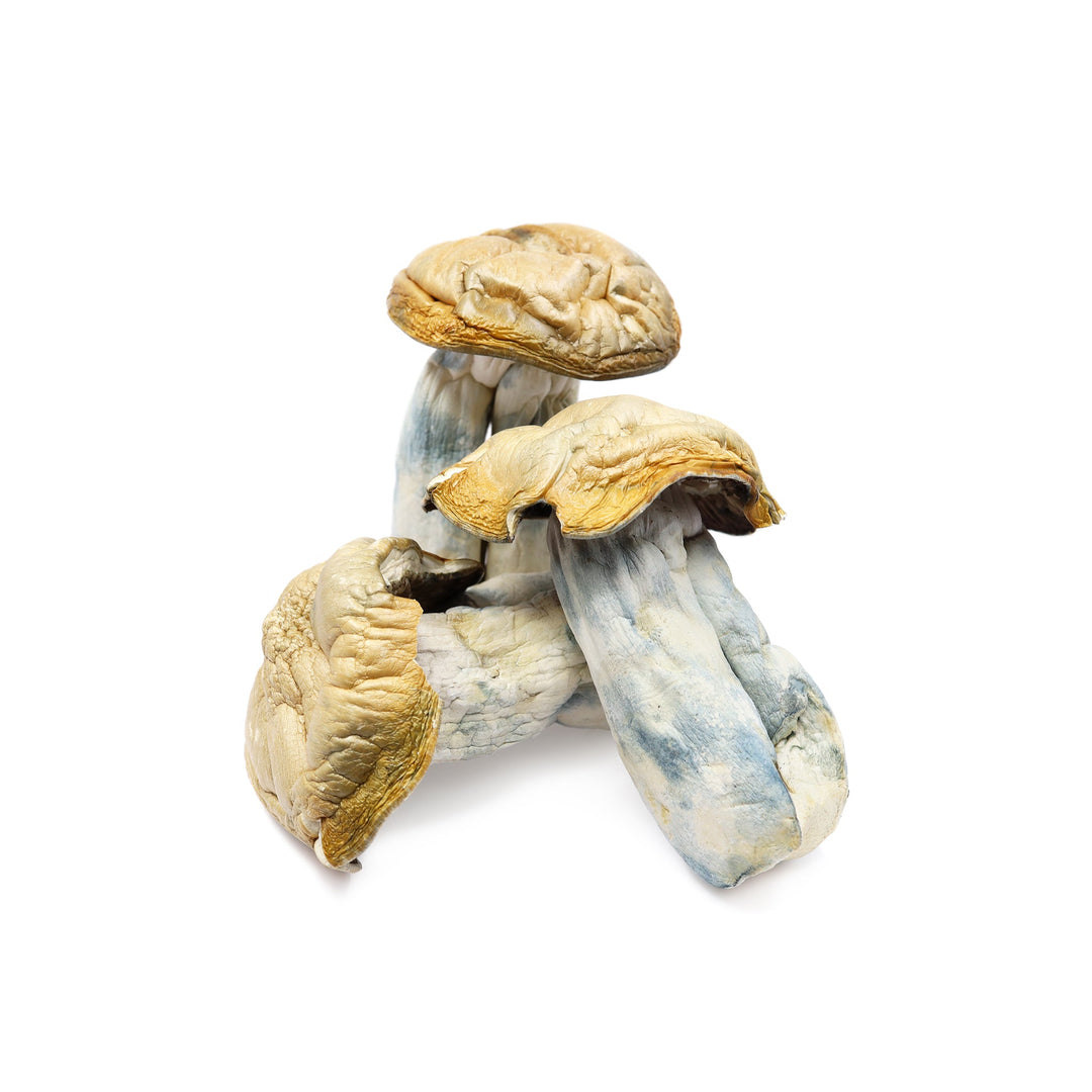 DRY SHROOMS | HILLYBILLY