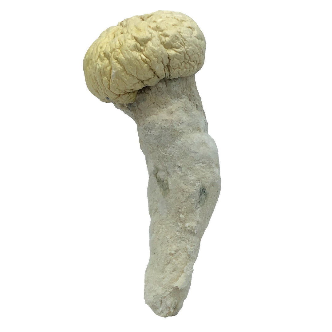 DRY SHROOMS | ALBINO BIG CAP