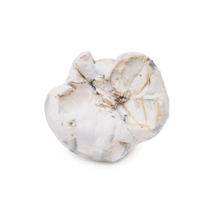 DRY SHROOMS | ALIEN BUBBLES