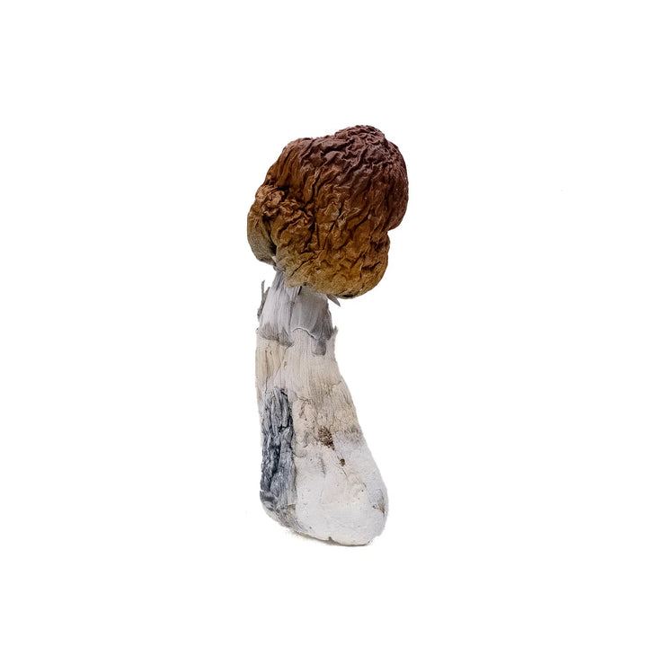DRY SHROOMS | BLUE PULASKI