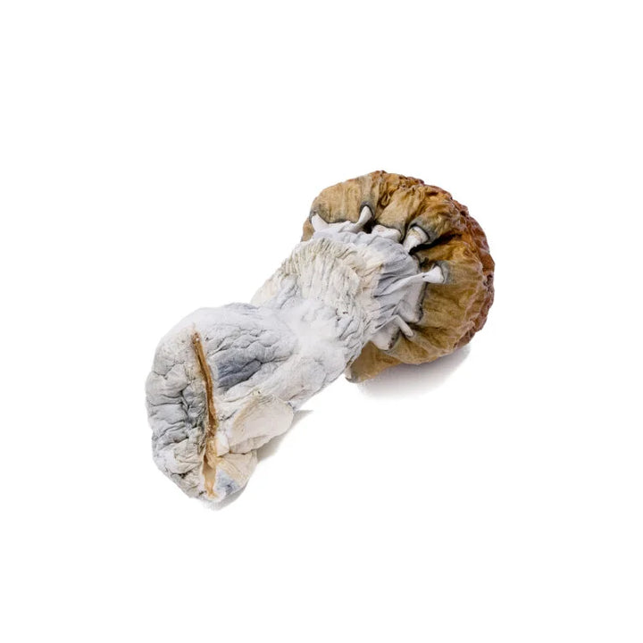 DRY SHROOMS | BLUE PULASKI