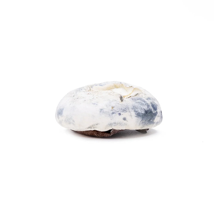 DRY SHROOMS | BLUEY VUITTON
