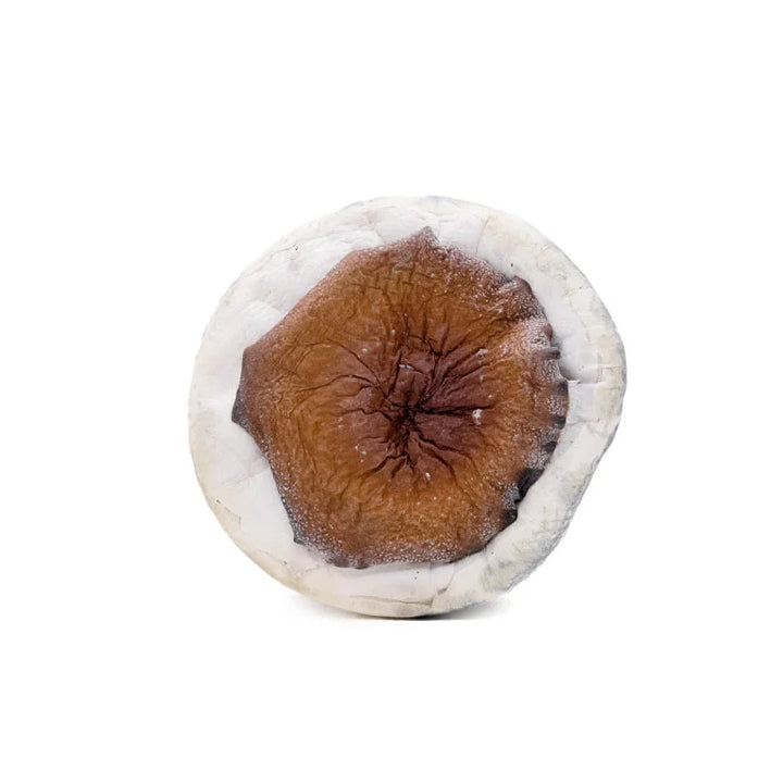 DRY SHROOMS | BLUEY VUITTON