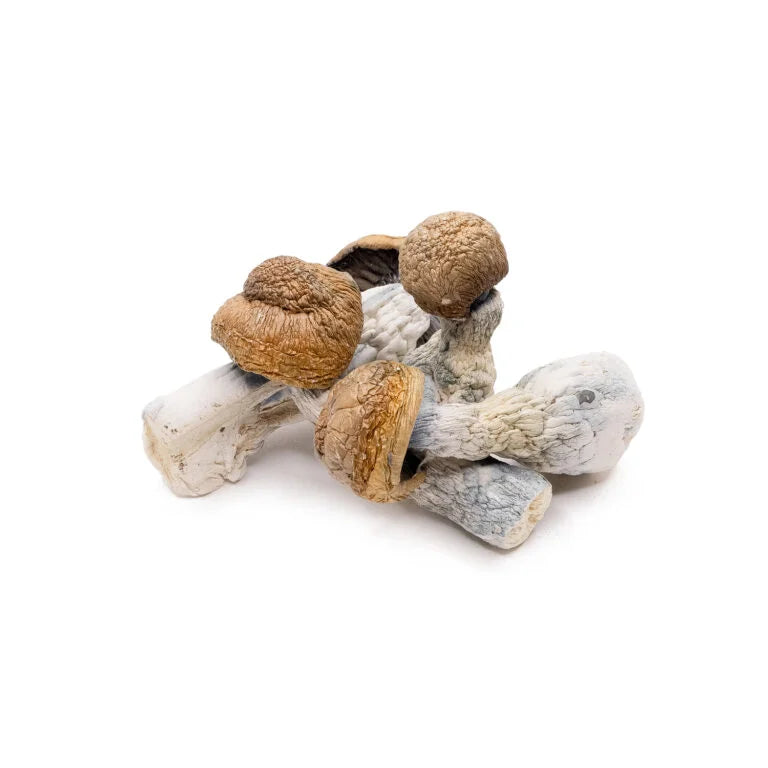 DRY SHROOMS | CODE BLUE