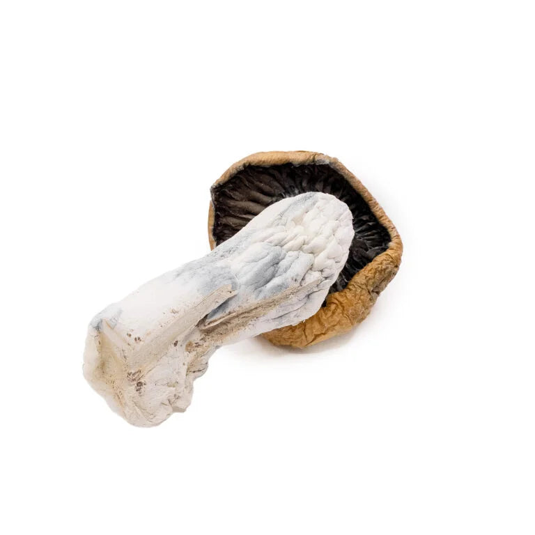 DRY SHROOMS | CODE BLUE