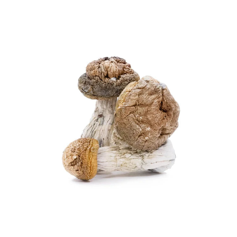 DRY SHROOMS | TIDAL WAVE