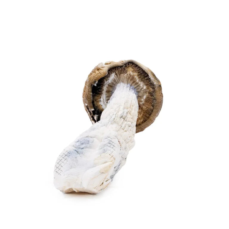 DRY SHROOMS | TIDAL WAVE