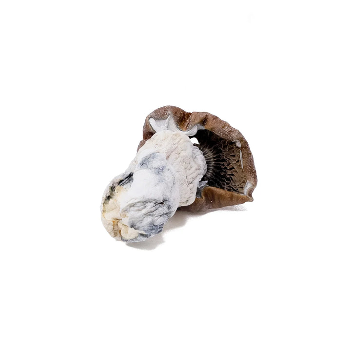 DRY SHROOMS | VIETNAMESE