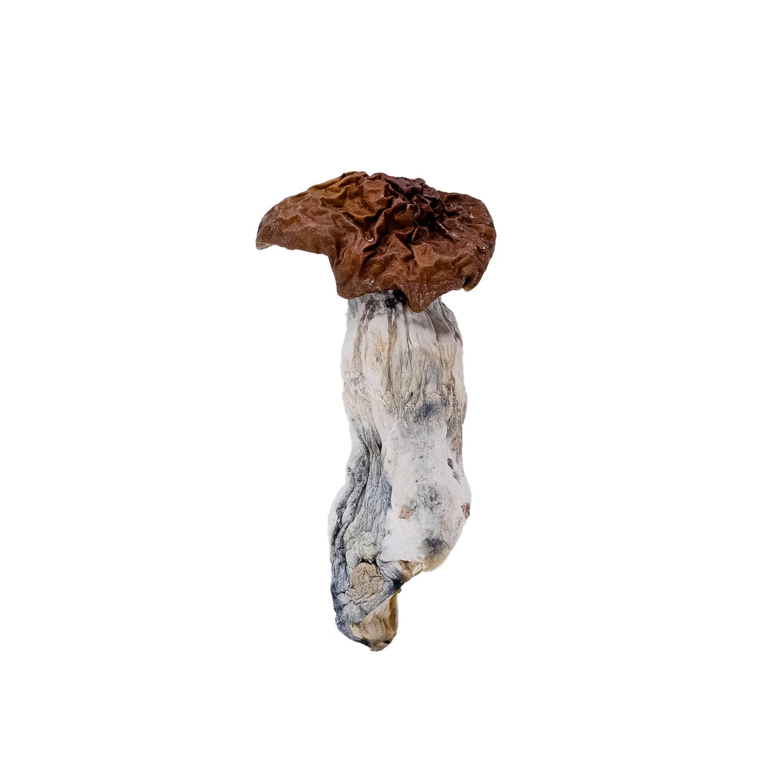 DRY SHROOMS | VIETNAMESE