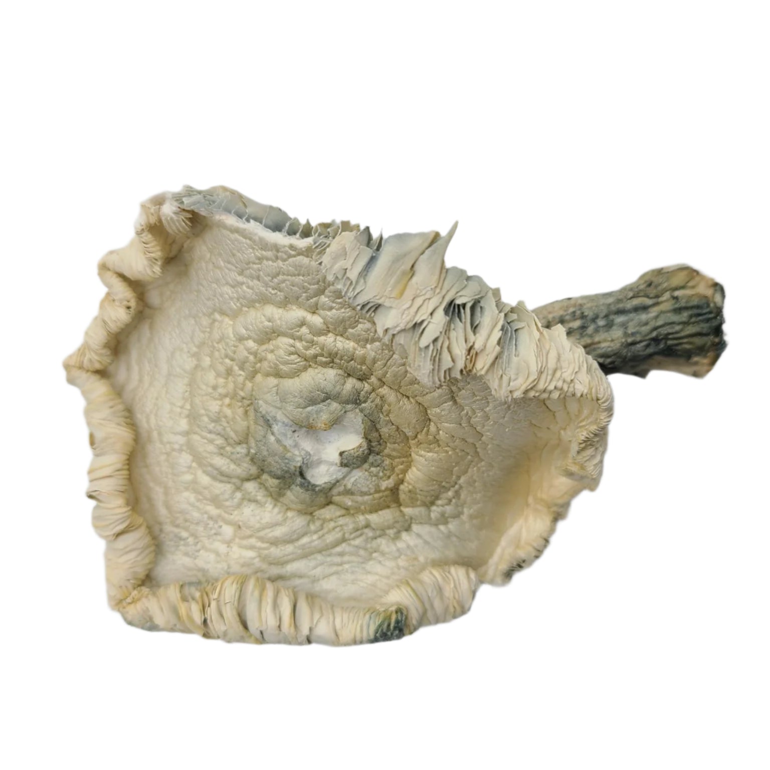 *CHAMPIGNONS | PRODUITS