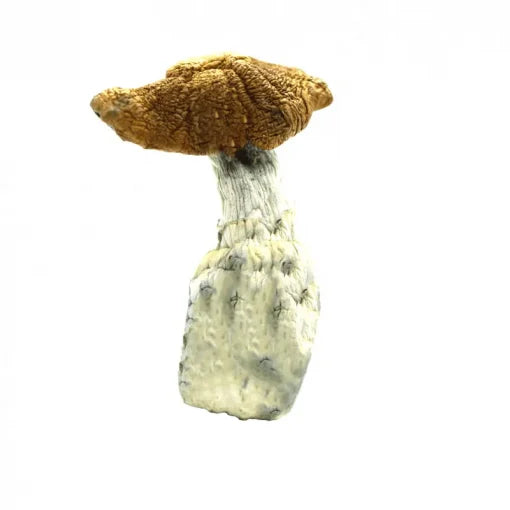 DRY SHROOMS | TEXAS WONDER